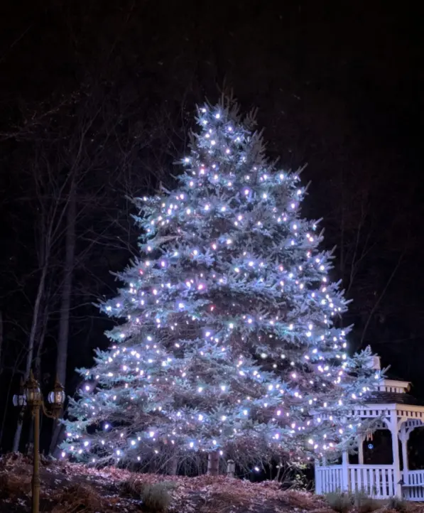 tree holiday lighting nepa